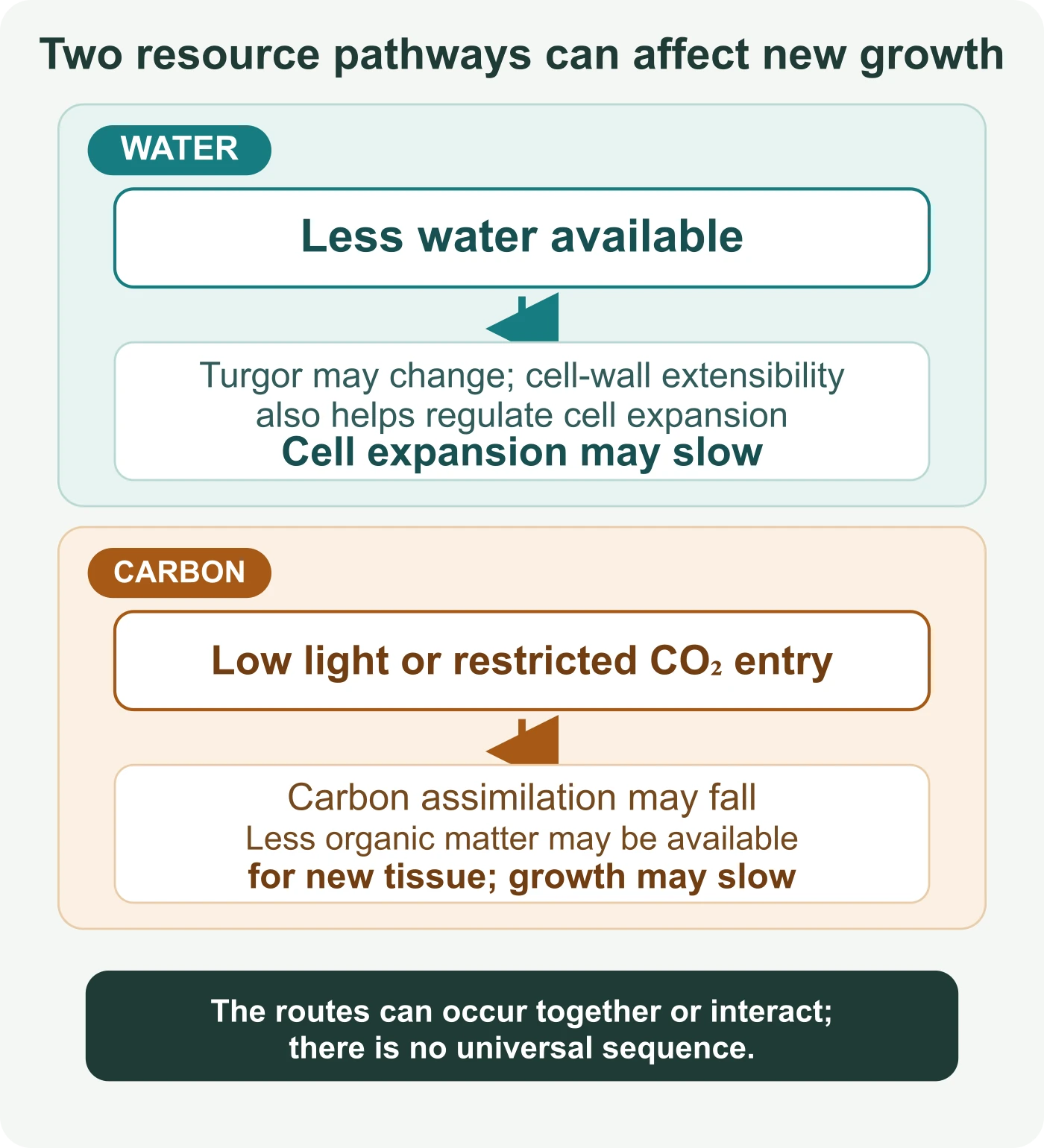 A two-pathway diagram: limited water may affect turgor and cell expansion, while low light or restricted carbon dioxide entry may reduce carbon assimilation and organic matter available for new tissue