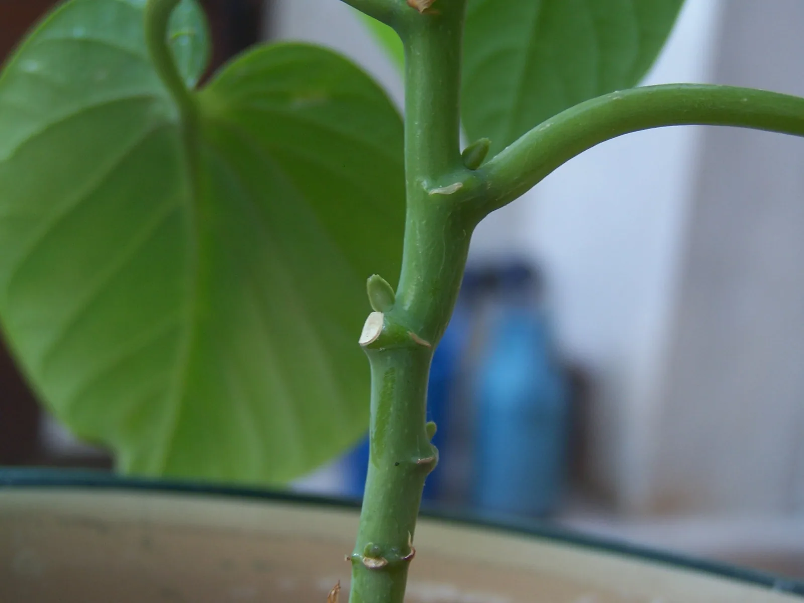 芽是什麼？植物的新枝從哪裡來？的文章示意圖