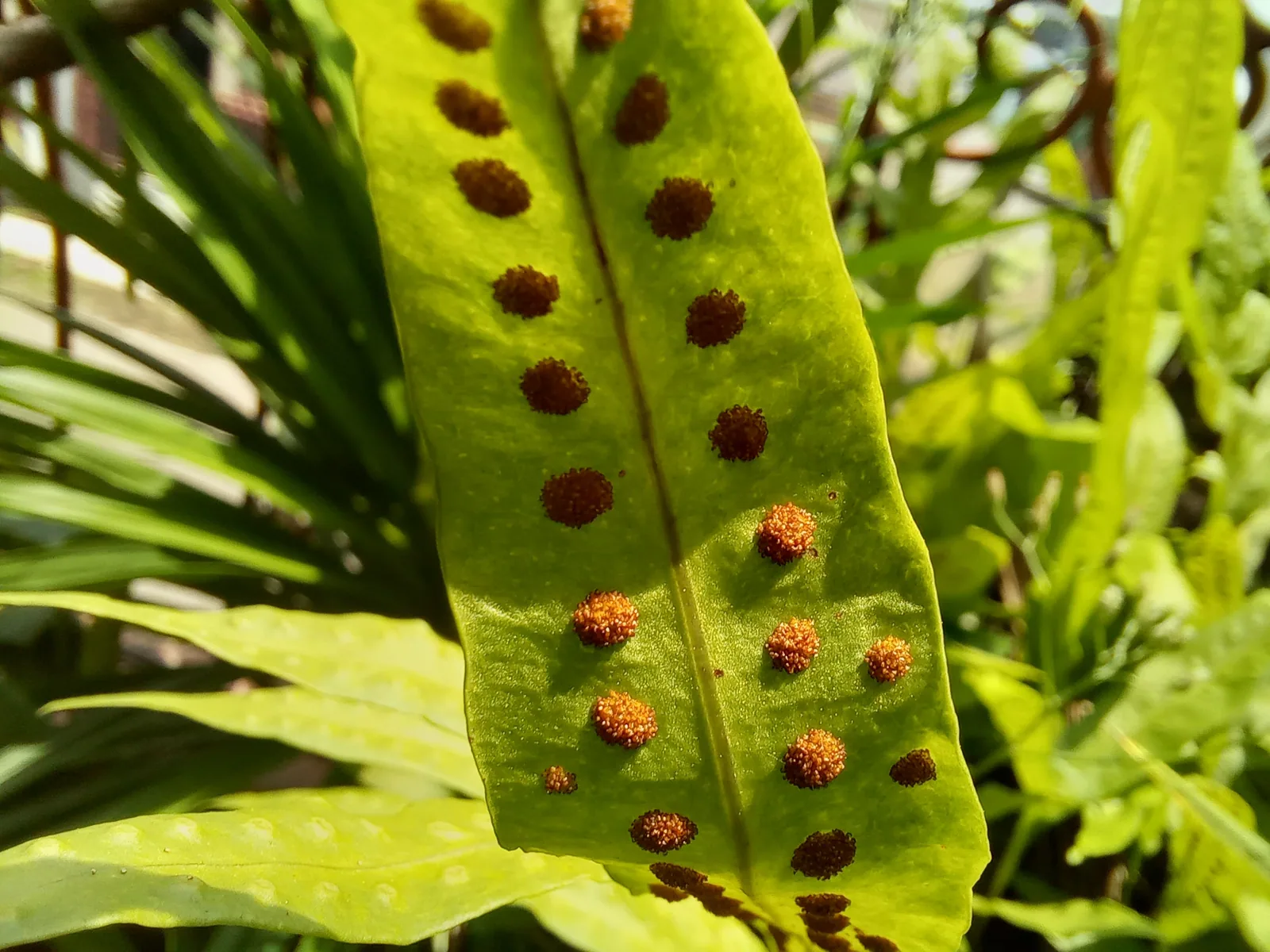 孢子是什麼？的文章示意圖
