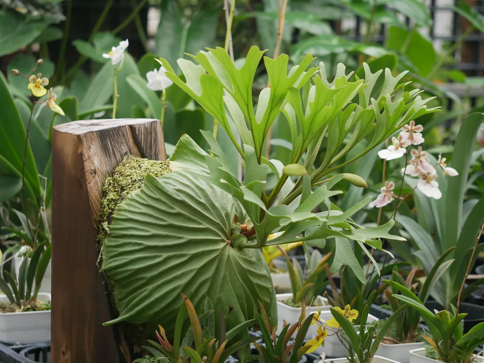 Platycerium ridleyi 亞猴鹿角蕨板植照片，可見木板與水苔上的基部營養葉，以及向外伸展的孢子葉
