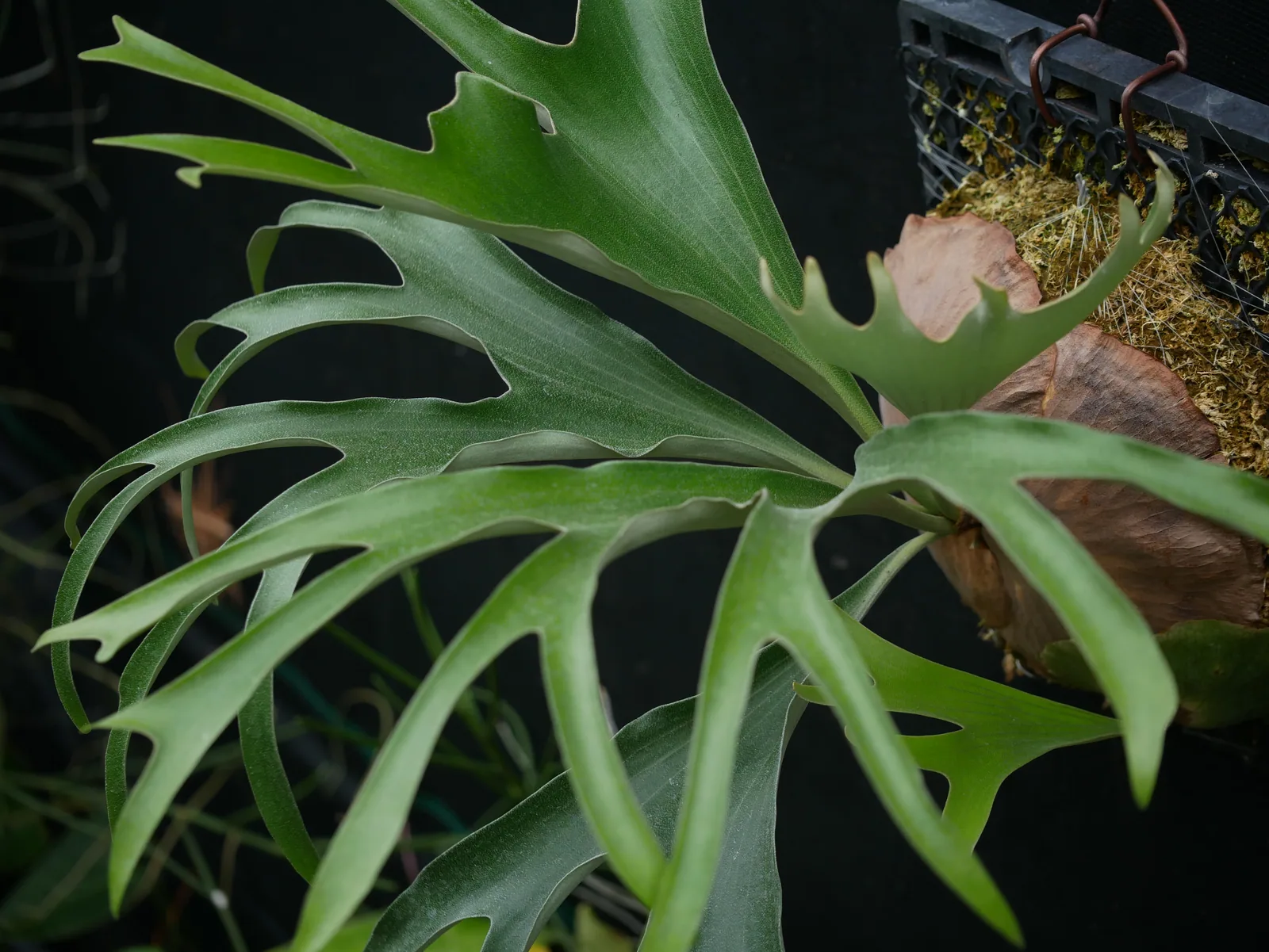 Platycerium alcicorne 圓盾鹿角蕨照片，可見孢子葉上舉姿態與成熟褐色營養葉