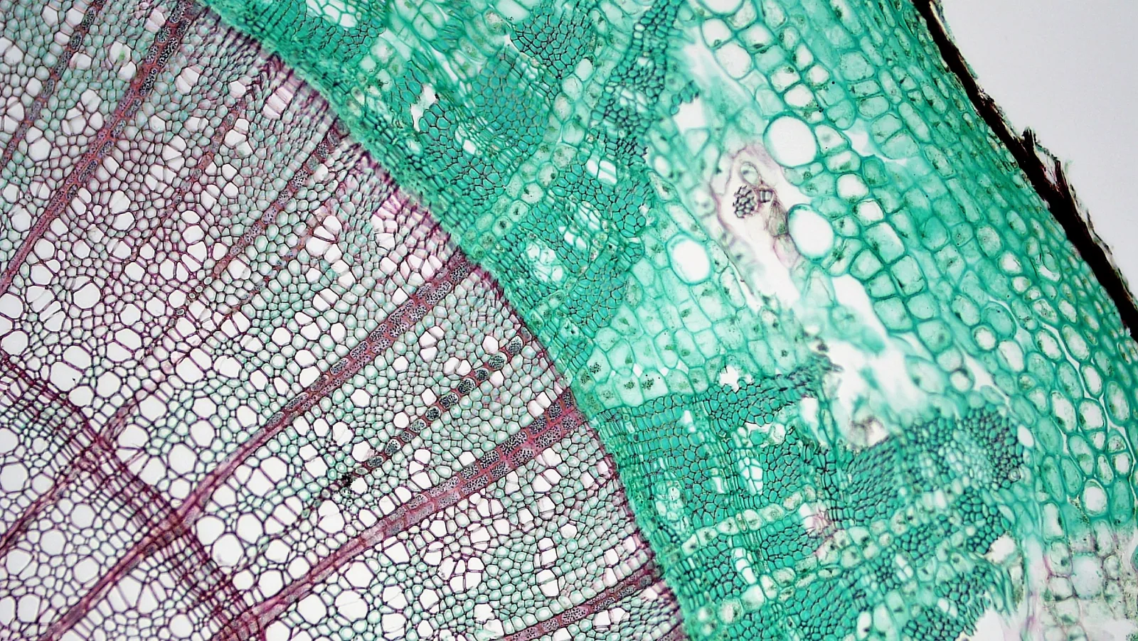 Microscope cross-section of a woody dicot Liriodendron stem showing neighboring tissue regions where xylem, vascular cambium, and phloem occur